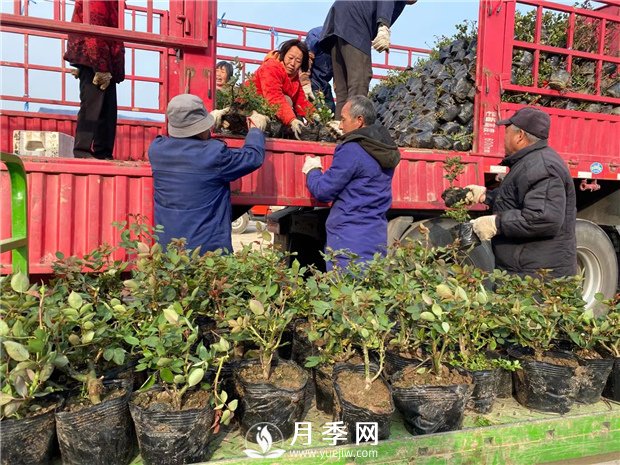 月季種上沒(méi)開(kāi)花，卻一直黃葉，這是怎么回事呢？(圖1)
