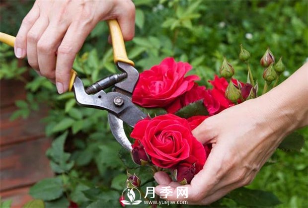 月季花的具體修剪時(shí)間？(圖1)