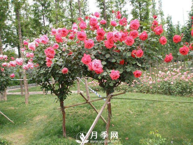 冬天苗木怎么養？會(huì )種樹(shù)，還得種好樹(shù)(圖1)