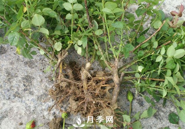 南陽(yáng)月季苗特點(diǎn)、種類(lèi)、用途(圖1)