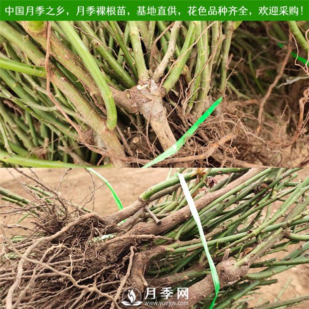 南陽(yáng)月季苗特點(diǎn)、種類(lèi)、用途(圖2)