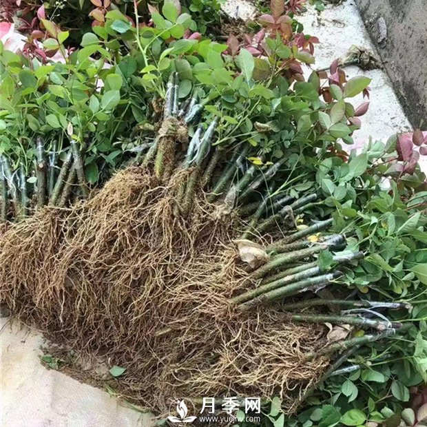 南陽(yáng)月季苗特點(diǎn)、種類(lèi)、用途(圖3)