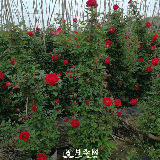 藤本月季的修剪誤區 這個(gè)冬天你千萬(wàn)別中招！(圖1)