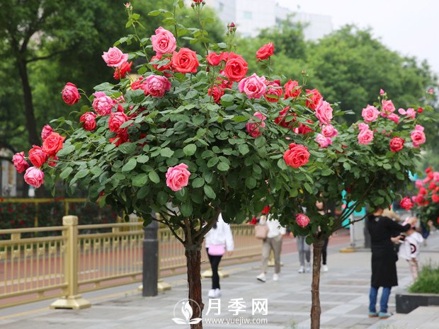 特別流行的“樹(shù)狀月季”，它真的開(kāi)花那么多？真的那么好養？(圖1)