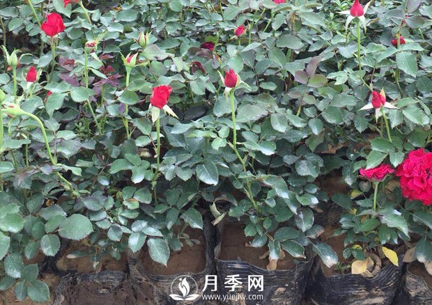 南陽(yáng)月季的養護方法和注意事項(圖1)