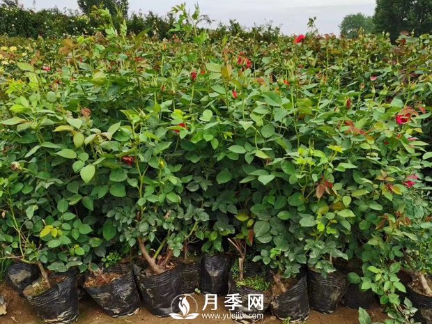 為什么換盆？月季換盆的重要性(圖1)