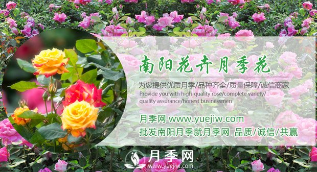 花木經(jīng)濟學(xué)的七條規律(圖1)