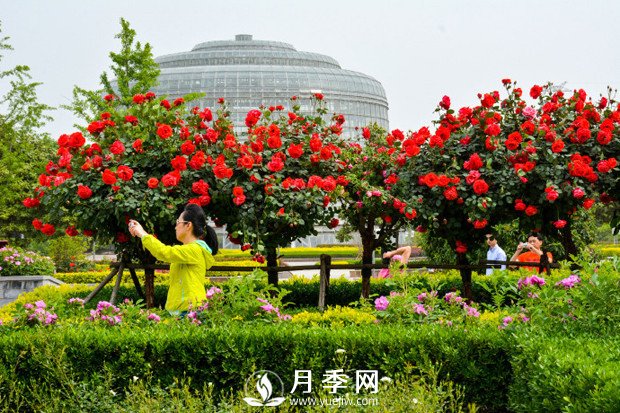月季花苞到開(kāi)花要多久？你知道什么因素決定的嗎(圖1)