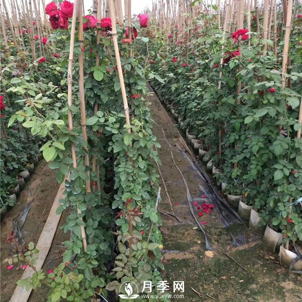 竹竿養月季，而且是藤本月季專(zhuān)用，里看看(圖1)
