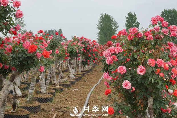 冬季休眠的月季為什么要重剪？(圖1)