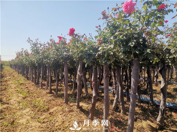 9月份可以種月季花嗎？(圖1)