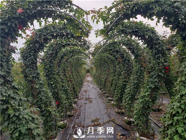  苗木快速健康生長(cháng)的三大原則(圖1)