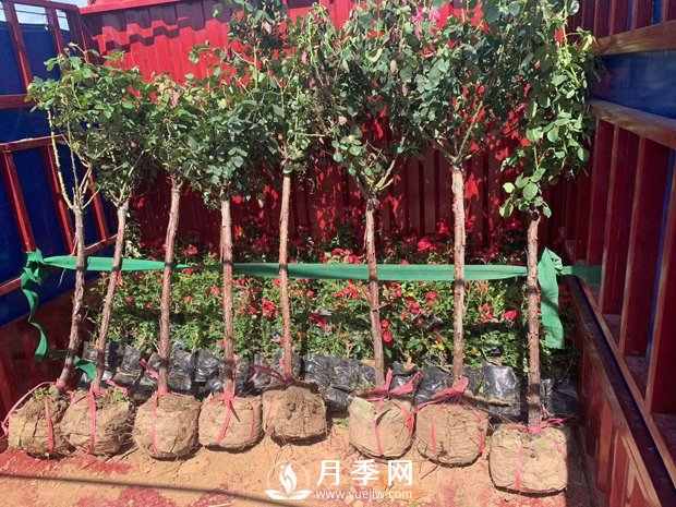 月季網(wǎng)干貨：月季樹(shù)發(fā)貨，運輸，卸貨，栽種，養護必看(圖1)