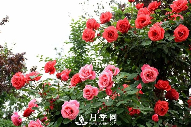 不知該怎樣給月季過(guò)冬(圖1)