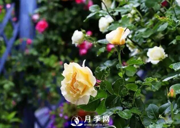 月季什么時(shí)候進(jìn)行冬剪？你知道嗎(圖1)