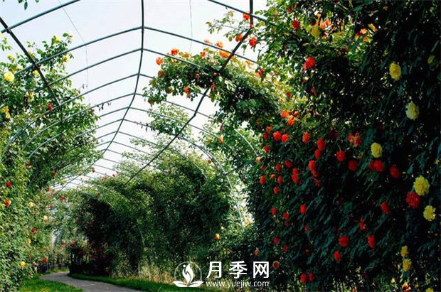 很多花友就想著(zhù)給月季做冬剪，合適嗎(圖1)