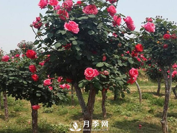 城市道路綠化植物的選擇，主要考慮藝術(shù)效果和功能效果(圖1)