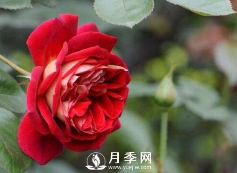 三伏天 原來(lái)月季也會(huì )中暑 教你這樣做輕松養好月季(圖1)