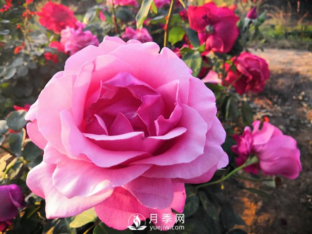 如何養好月季花？月季開(kāi)花多 顏色艷麗(圖1)