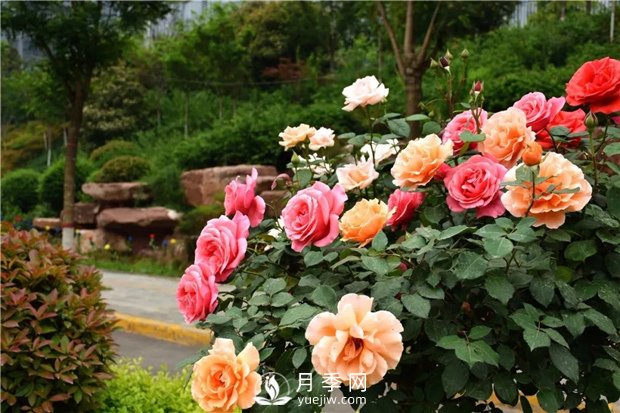 月季花怎么栽培和養護？全面的養殖方法交給你(圖2)