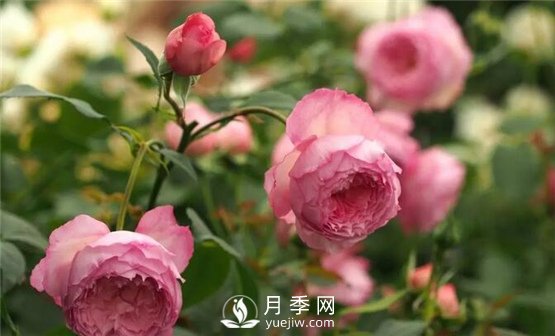 月季花這么受歡迎，看看她的優(yōu)勢在哪里！(圖1)
