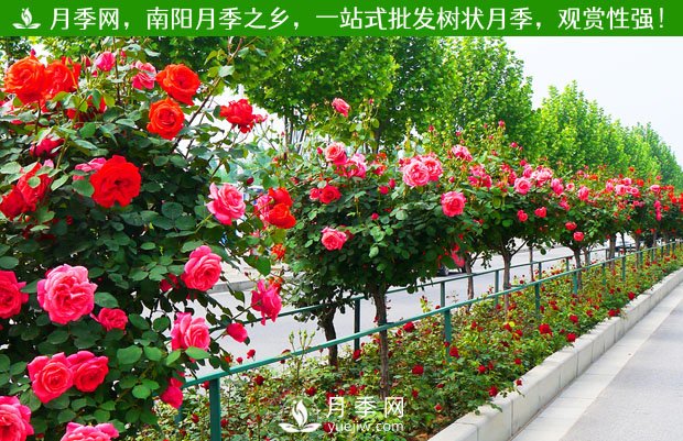 你知道南陽(yáng)為啥被稱(chēng)為世界月季名城嗎？(圖1)