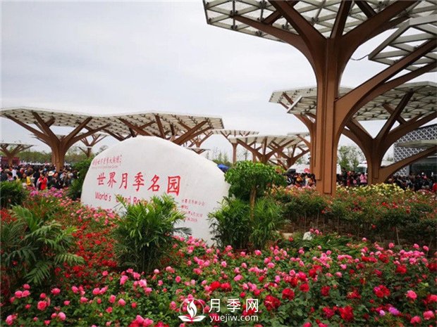 你知道南陽(yáng)為啥被稱(chēng)為世界月季名城嗎？(圖2)
