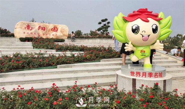 你知道南陽(yáng)為啥被稱(chēng)為世界月季名城嗎？(圖3)