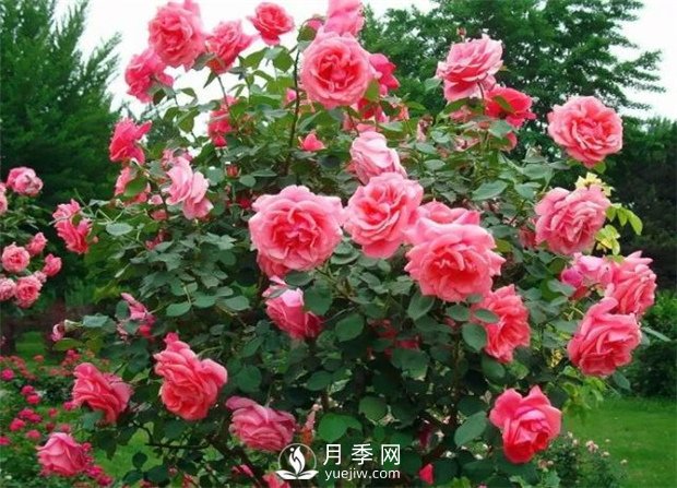  月季遭雨水有蟲(chóng)害？這樣預防，就沒(méi)問(wèn)題！(圖2)