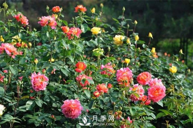 苗木銷(xiāo)售淡季變旺季 只要這樣做(圖1)