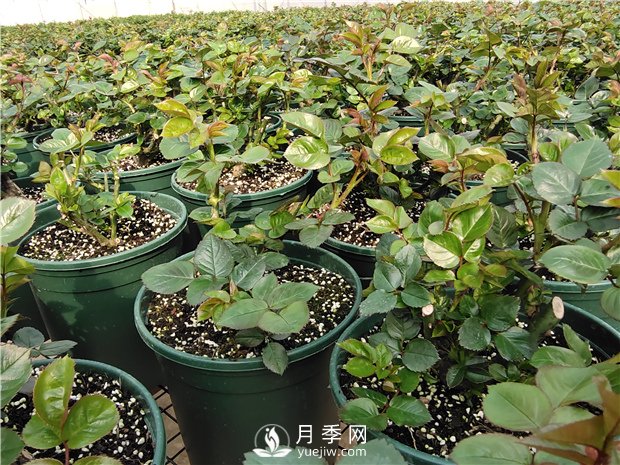盆栽月季冬天怎么養(圖1)