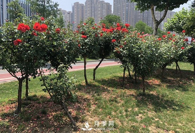 樹(shù)狀月季花黑斑病的防治方法有哪些？(圖1)