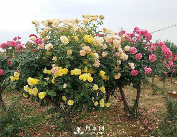 武漢冬季園林綠化帶的月季，修剪技巧(圖1)