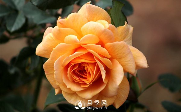 盆栽月季樹(shù)插穗、新栽苗、生長(cháng)期如何修剪？(圖1)