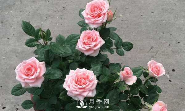 養護好月季必須保持通風(fēng)良好，排水良好和溫度適宜(圖1)