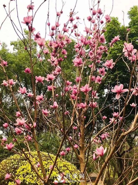二喬玉蘭花有何作用與功效？(圖1)