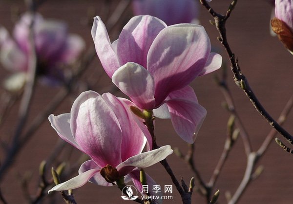 如何區分廣玉蘭、白玉蘭和二喬玉蘭？(圖3)