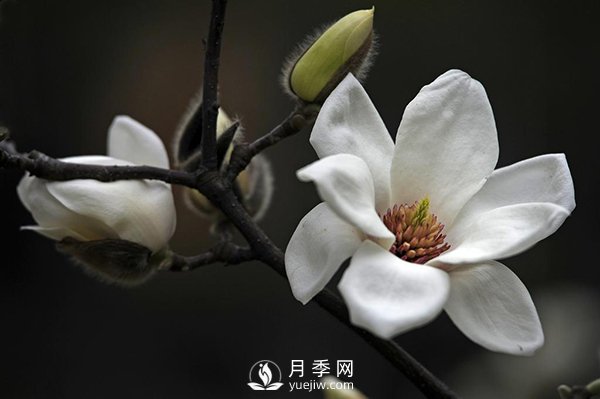 如何區分廣玉蘭、白玉蘭和二喬玉蘭？(圖2)