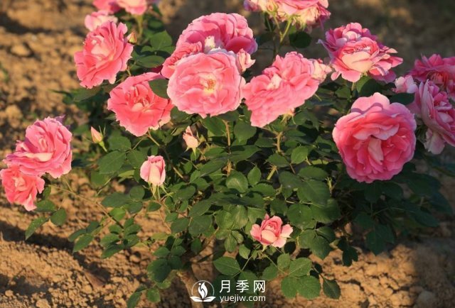 月季什么時(shí)期移植好？(圖1)