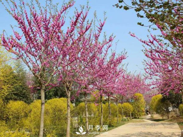 關(guān)于山茱萸無(wú)性繁殖你了解多少？(圖1)