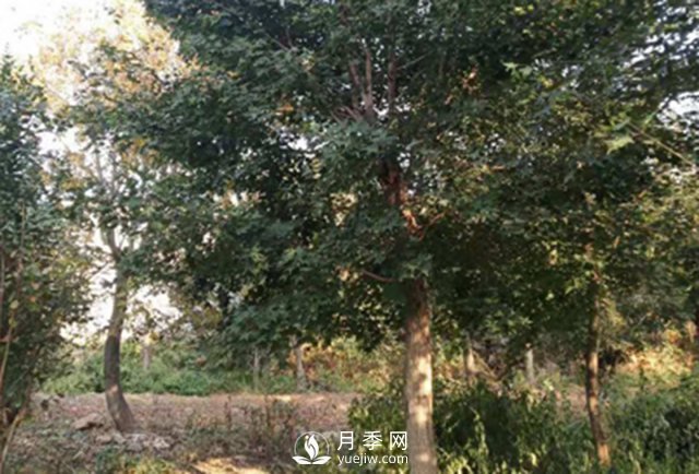 你能正確分辨出五角楓與元寶楓嗎？(圖1)