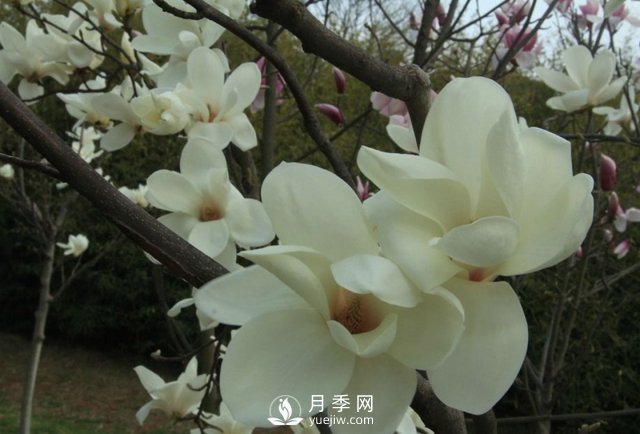 黃玉蘭和白玉蘭的不同，河南白玉蘭基地為你一一介紹(圖1)