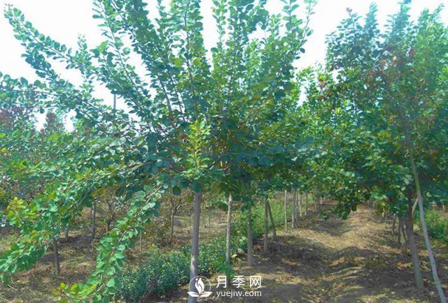 黃櫨種植基地是怎樣防治黃櫨黃萎病病害的？(圖1)