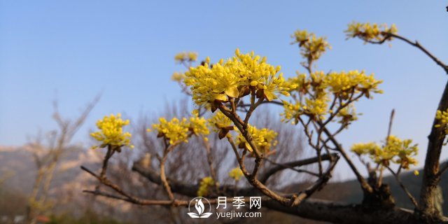 河南山茱萸有沒(méi)有成為園林常用苗的實(shí)力？(圖1)