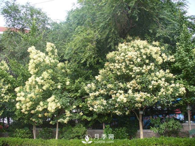 如何讓河南大葉女貞生長(cháng)的更加優(yōu)質(zhì)？(圖1)