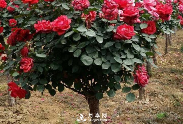 南陽(yáng)月季種植的條件主要有哪些？(圖1)