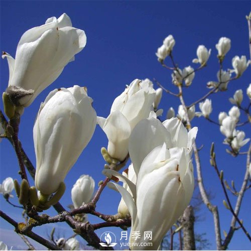 南陽(yáng)白玉蘭的養護注意事項介紹(圖1)