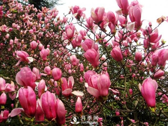 紅玉蘭樹(shù)苗葉子干枯掉落應該如何處理？(圖1)