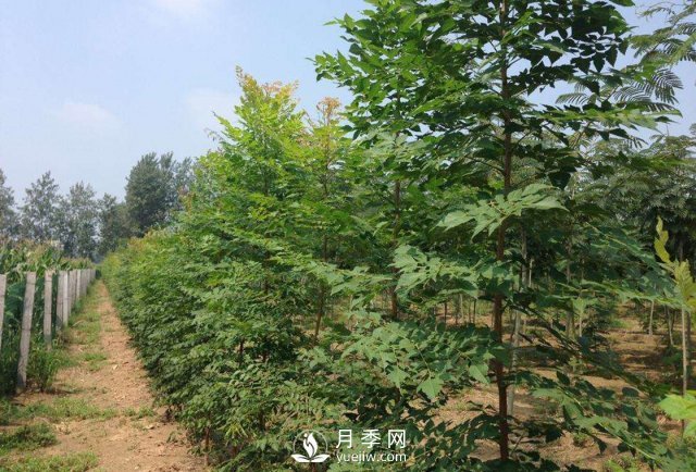 大葉女貞又叫做高桿女貞，苗木基地是如何養護的？(圖1)