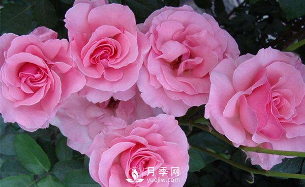 溫室月季小苗種植需要注意哪些事項？(圖1)